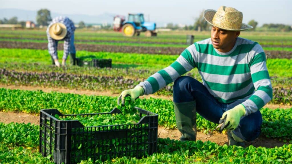 Empleo Verde: La Transformación Sustentable del Mundo Laboral